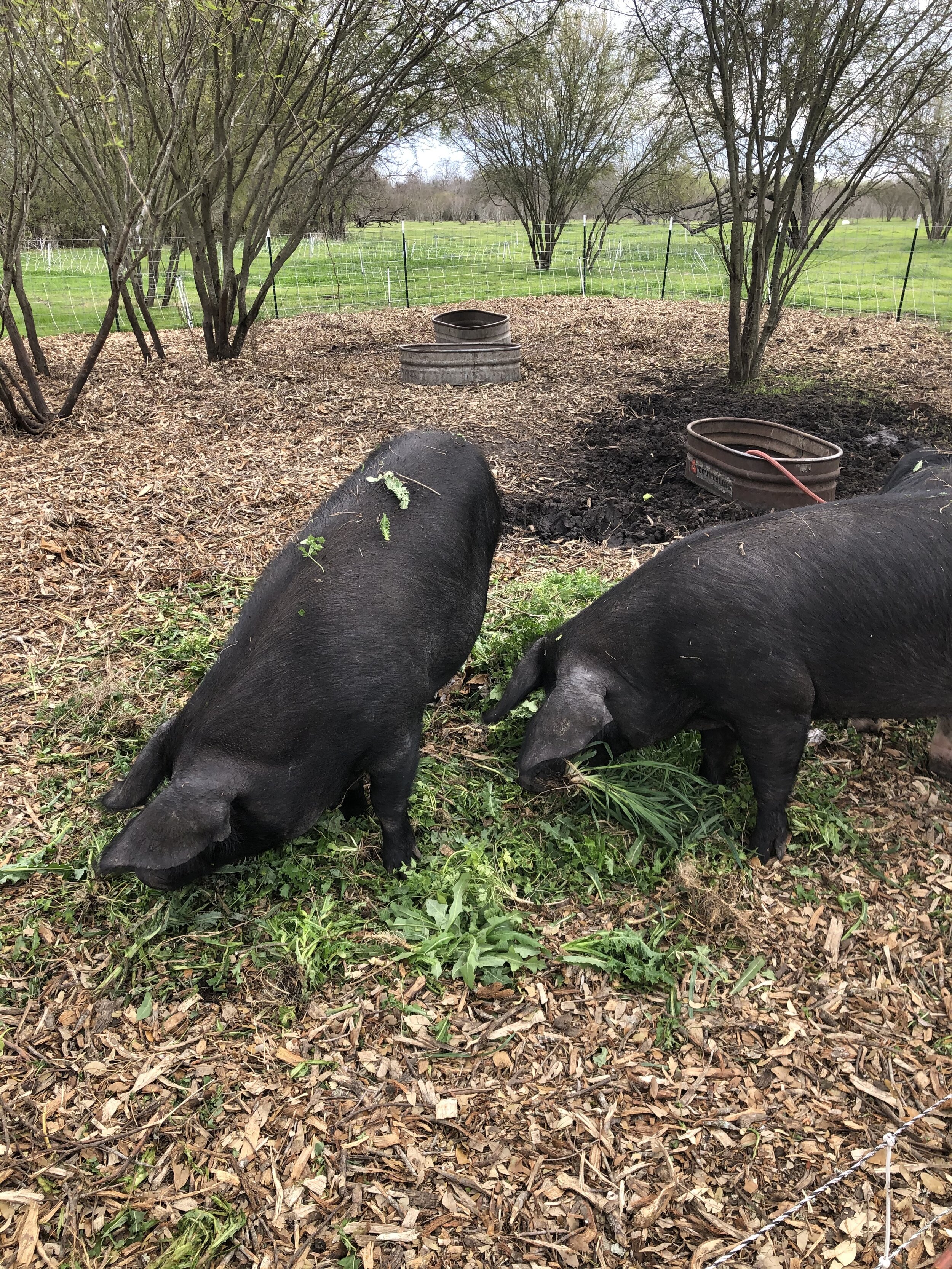 Pura Vida Farm SA in Natalia, TX (3)