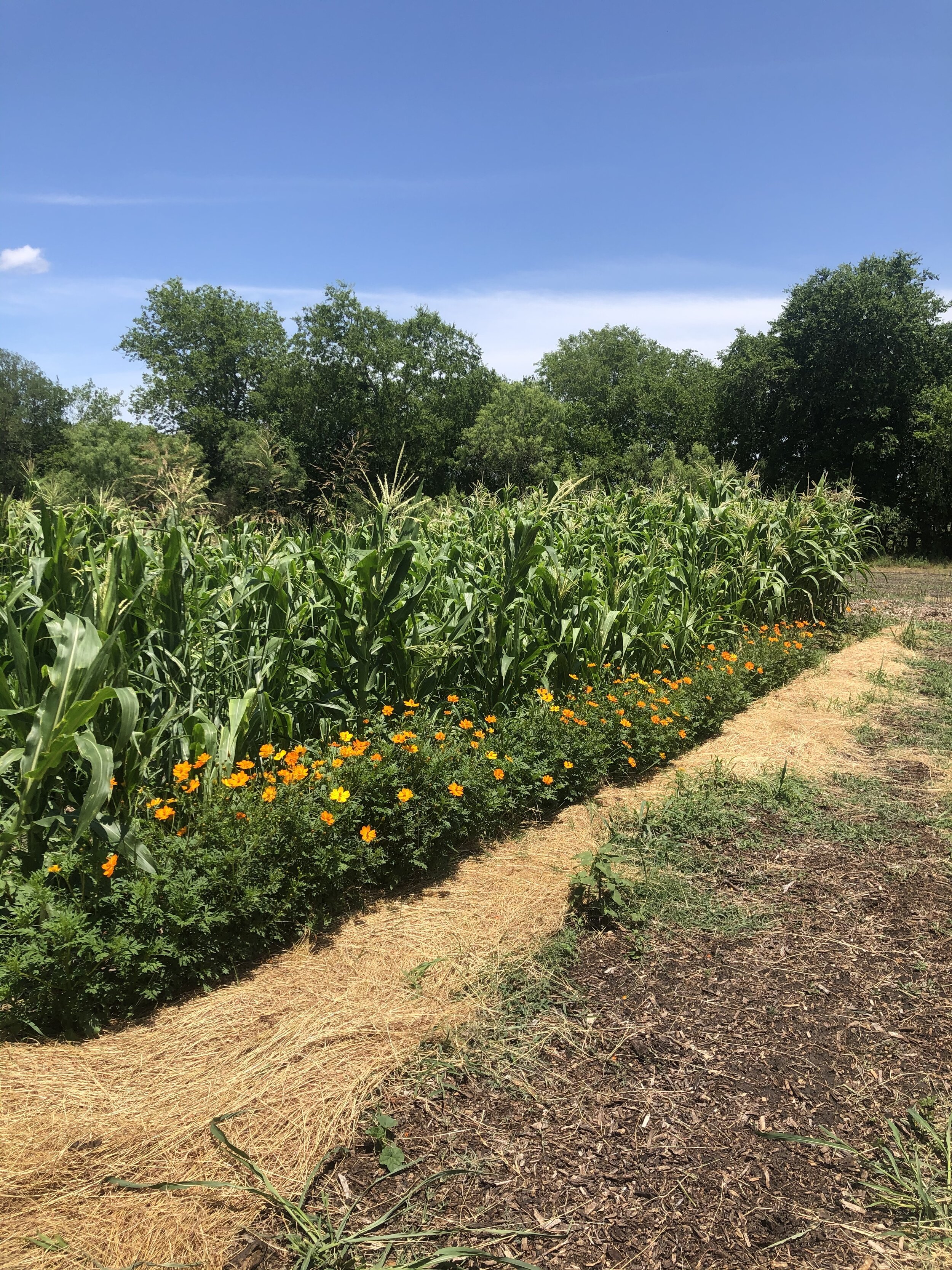 Pura Vida Farm SA in Natalia, TX (4)