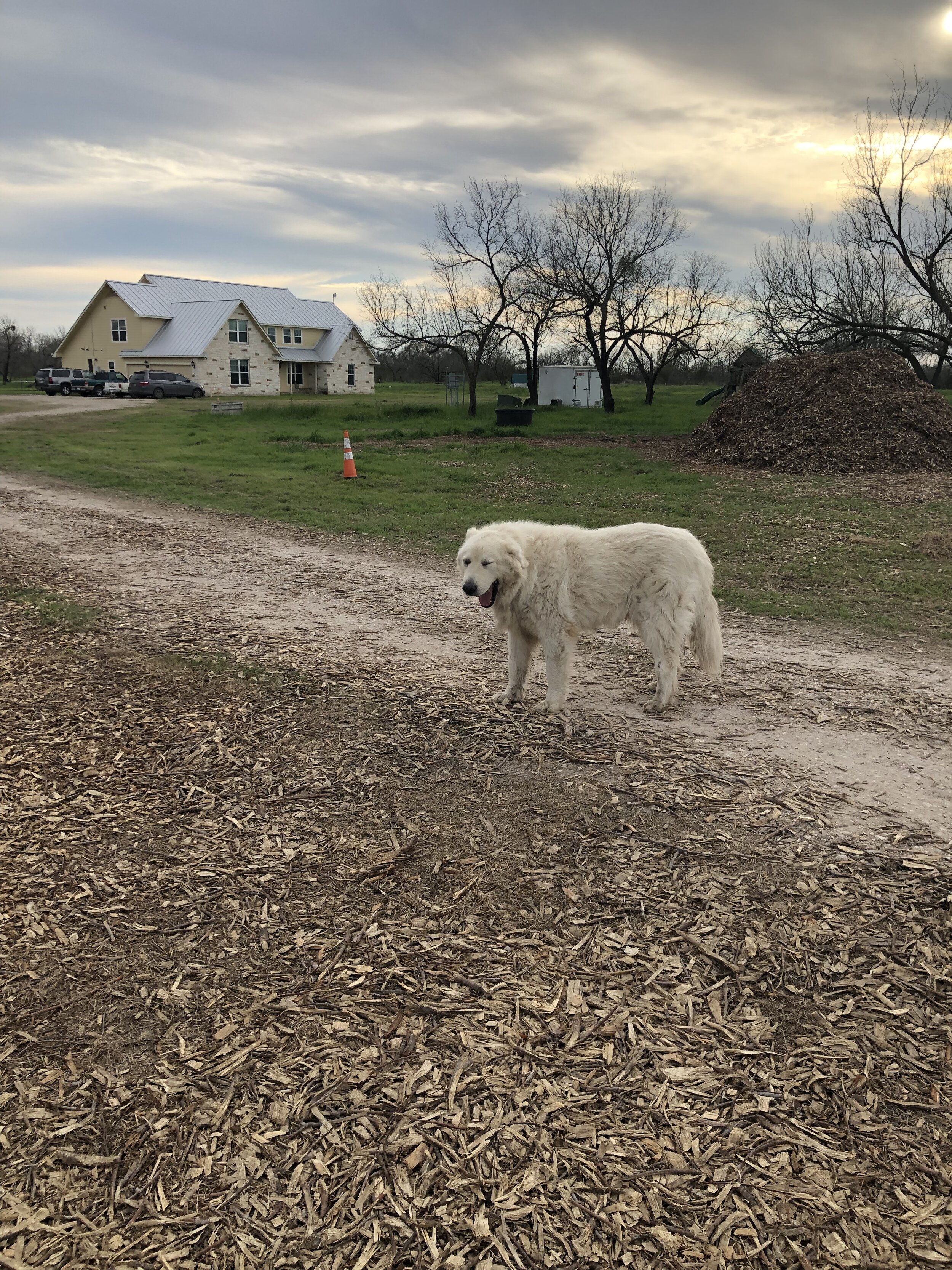 Pura Vida Farm SA in Natalia, TX (5)