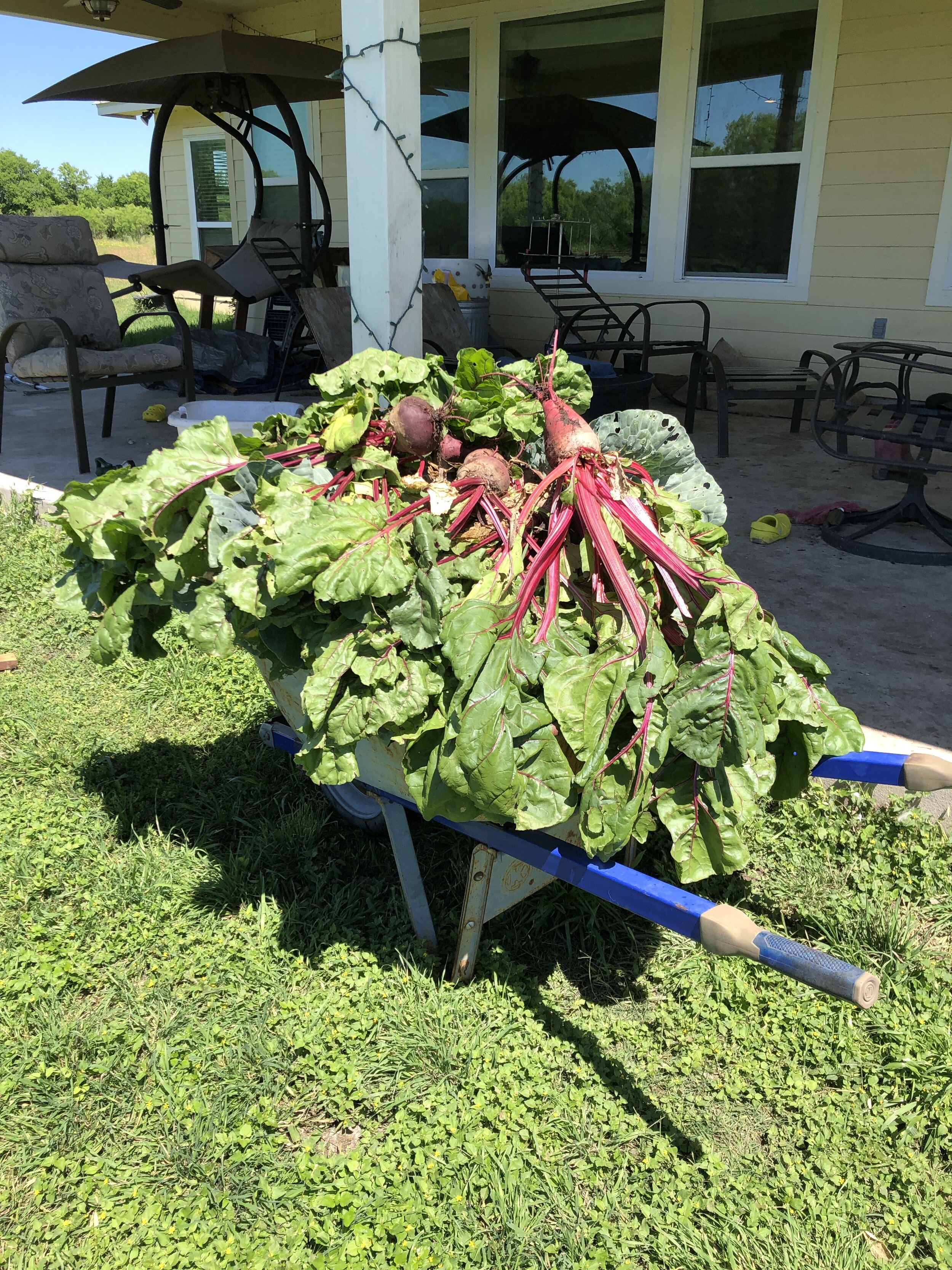 Pura Vida Farm SA in Natalia, TX (6)
