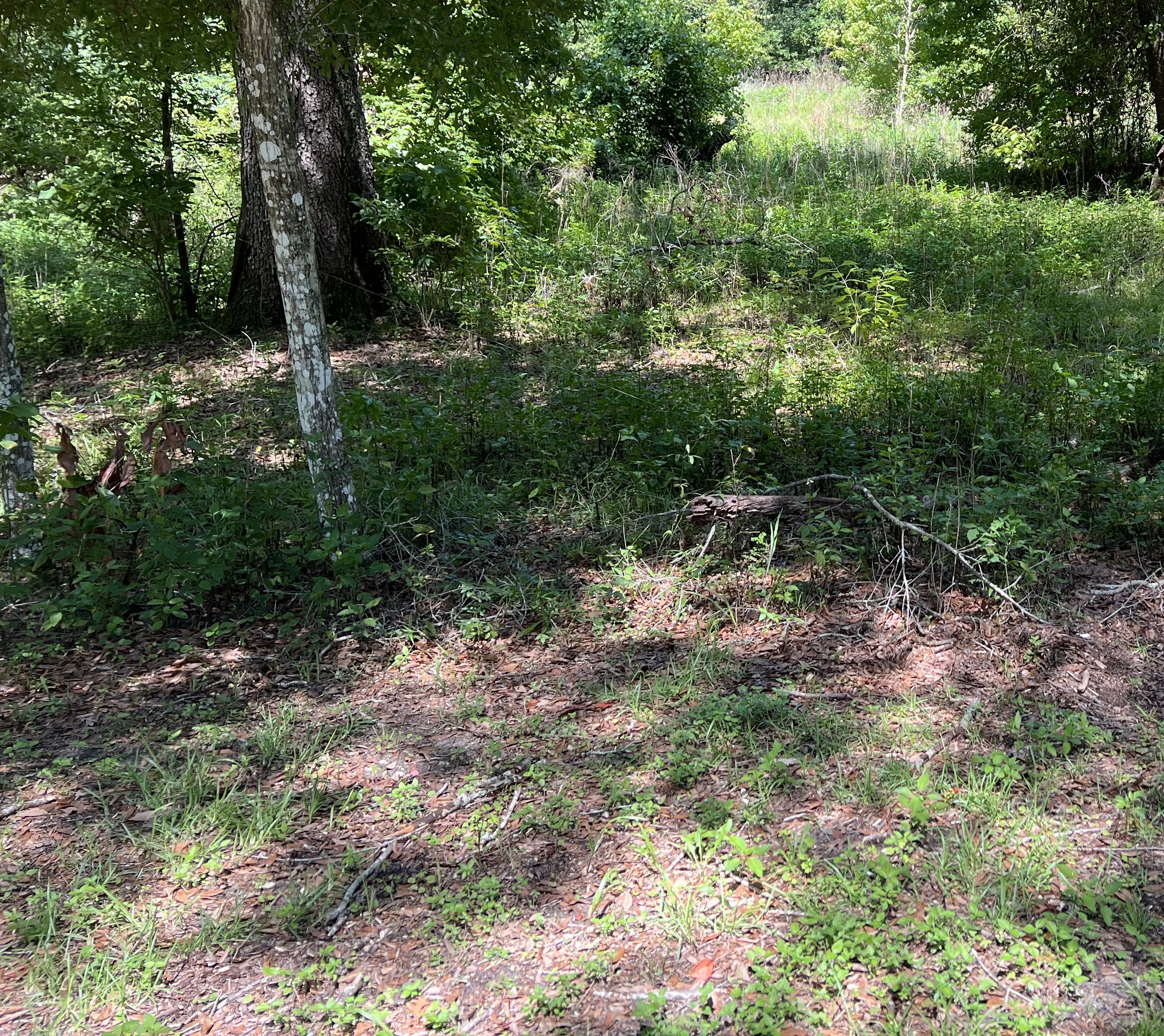 Land Brokerage Realtor in Branford, FL