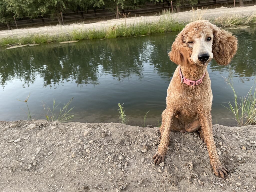 Bubbles & Bows Pet Spa in Escalon, CA (2)