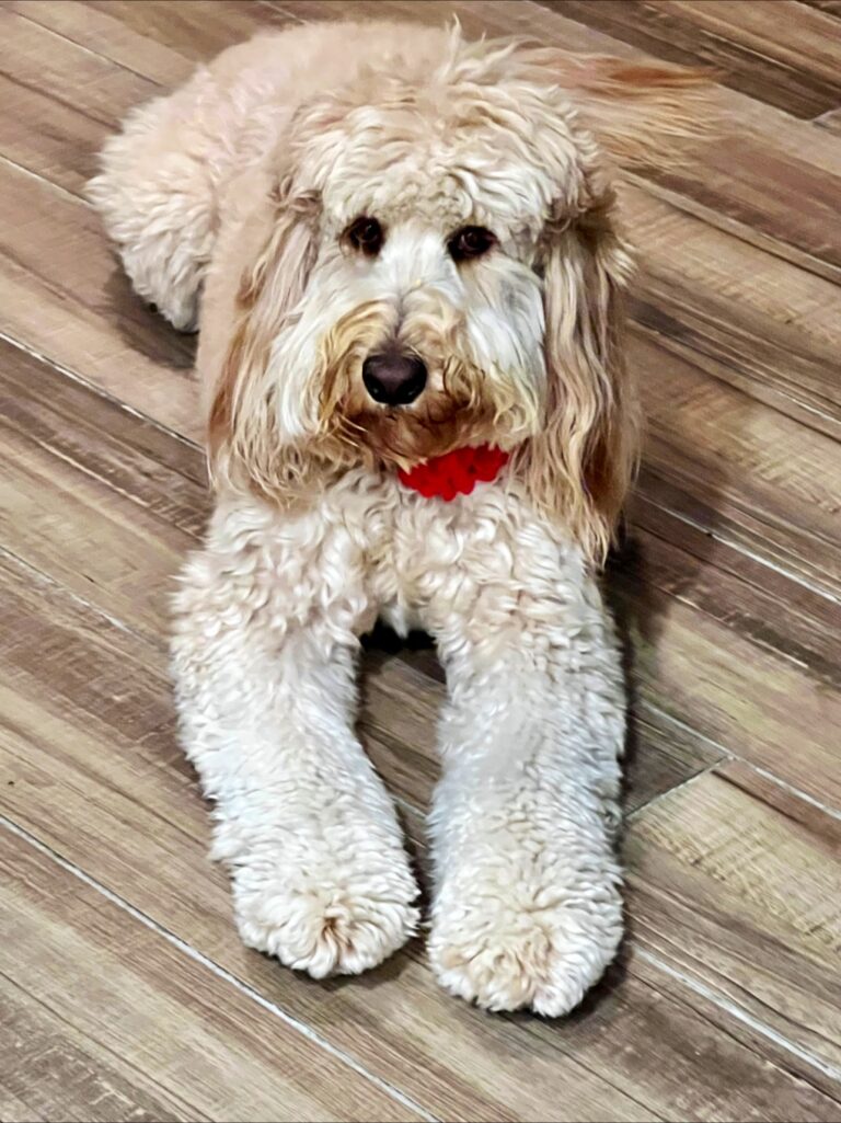 Bubbles & Bows Pet Spa in Escalon, CA (3)