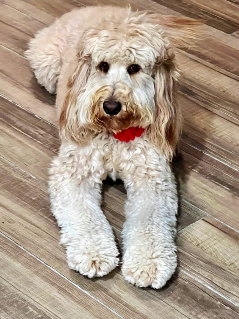 Bubbles & Bows Pet Spa in Escalon, CA (4)