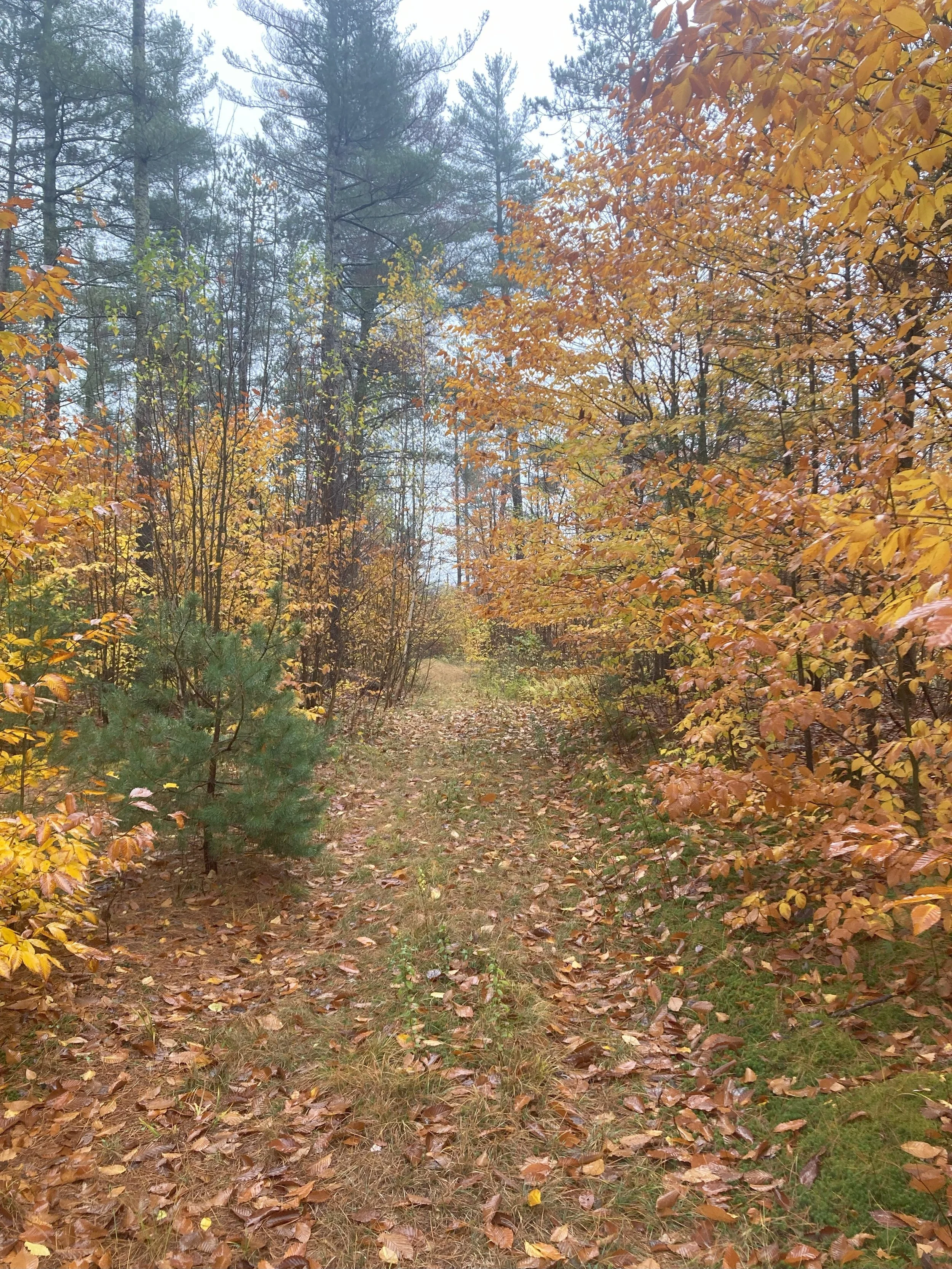 Saddle Rock Realty in Great Neck, NY