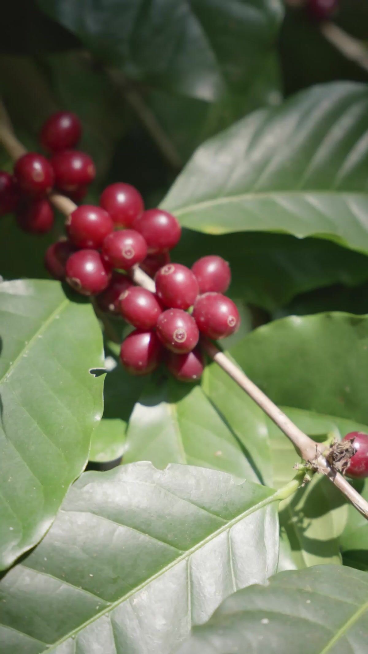 Ruth And Boaz Coffee in Newark, OH (3)