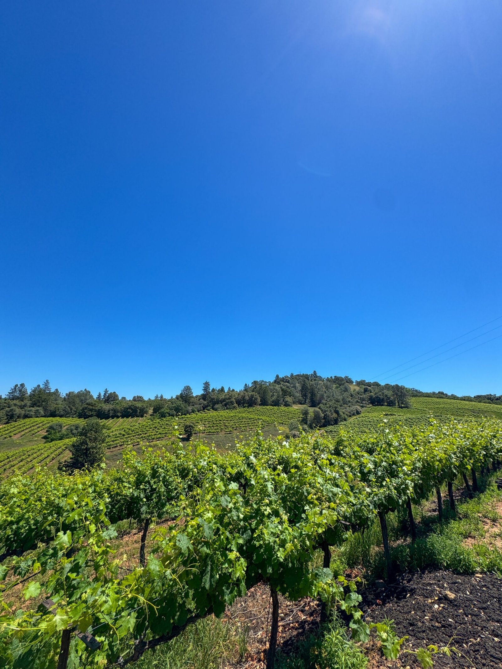 Sobon Estate in Plymouth, CA (3)