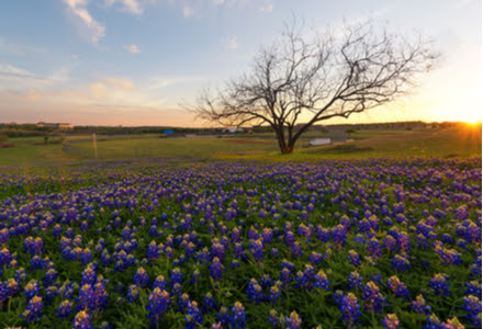 Mandi Melton-Texas Premier Realty North Central Texas Group in Ennis, TX (3)
