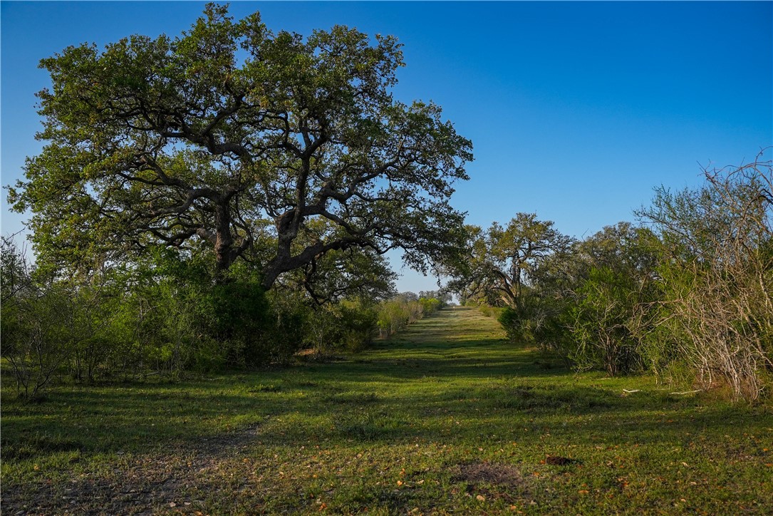 Alexis Brown- Realtor South Texas Realty, LLC in Vancourt, TX (5)