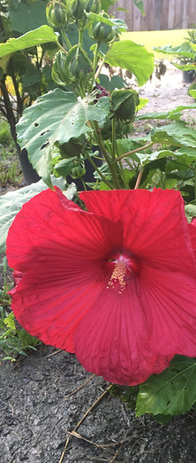 Livingston Creek Farmers Harvest in Bolton, NC (5)