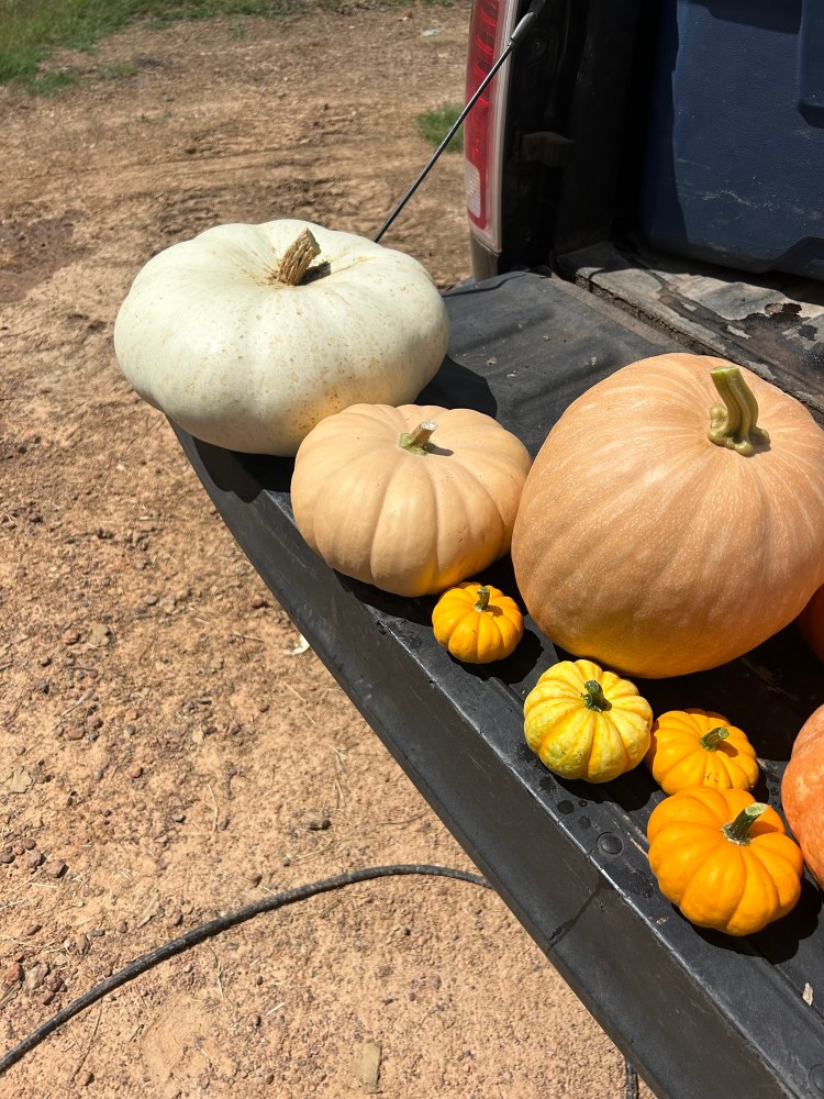 Nacogdoches Farmers Market in Nacogdoches, TX