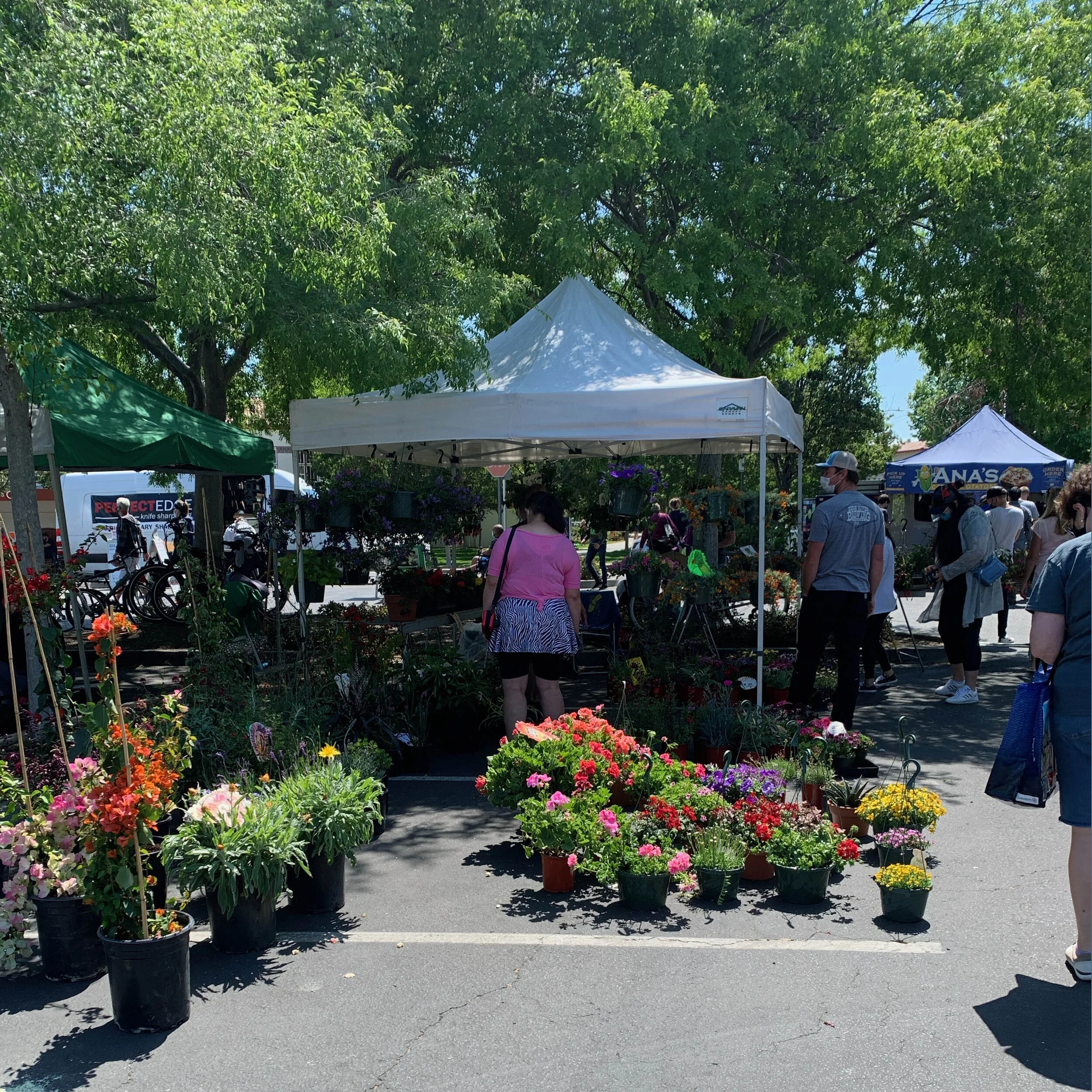 Campbell Farmer's Market in Campbell, CA (2)