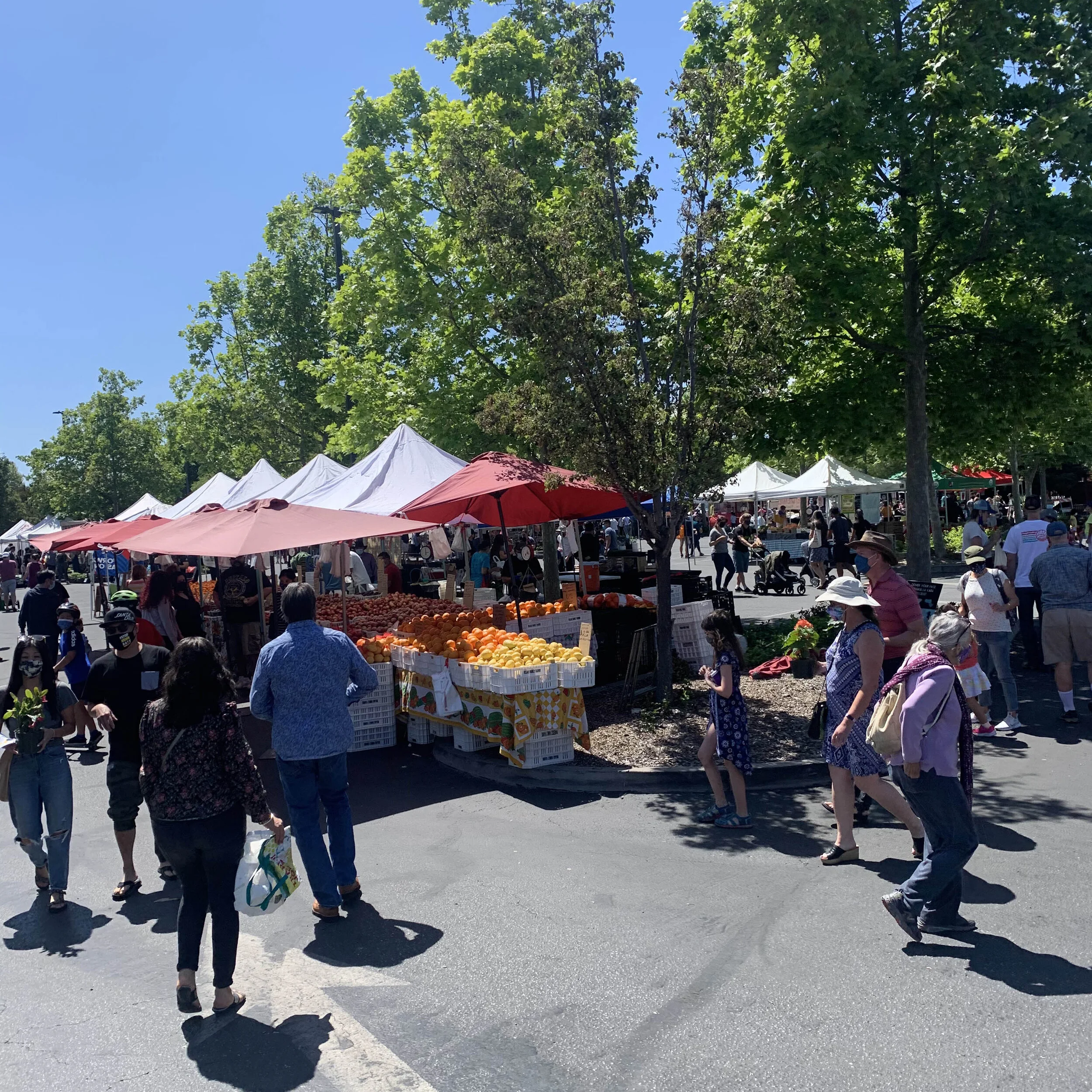 Campbell Farmer's Market in Campbell, CA (3)