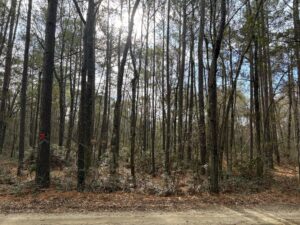 W P Baldwin & Associates in McClellanville, SC (3)