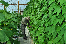 Yarnick's Farm & Greenhouse in Indiana, PA (5)