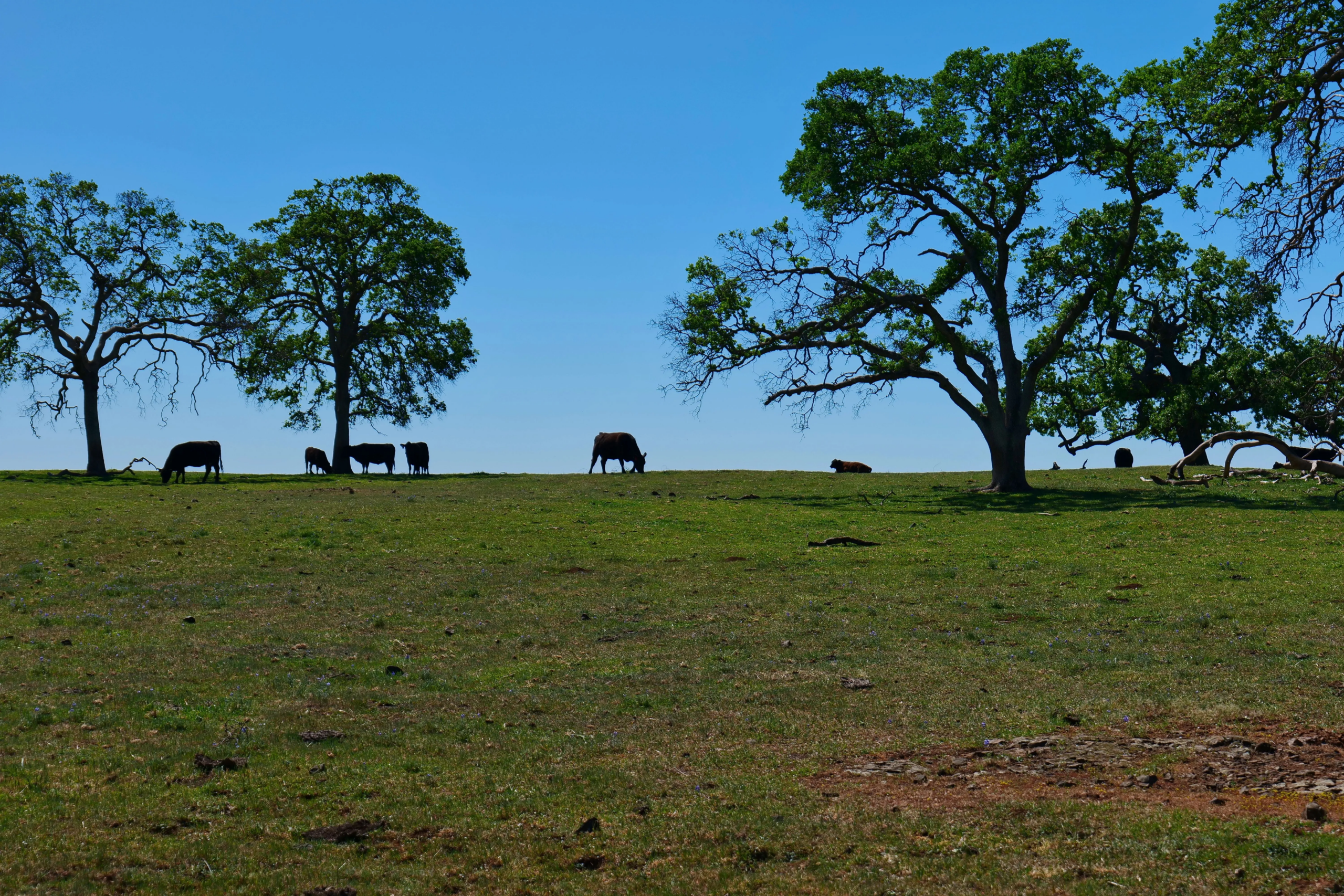 Michael Moos - Trinity Country Real Estate in Weatherford, TX