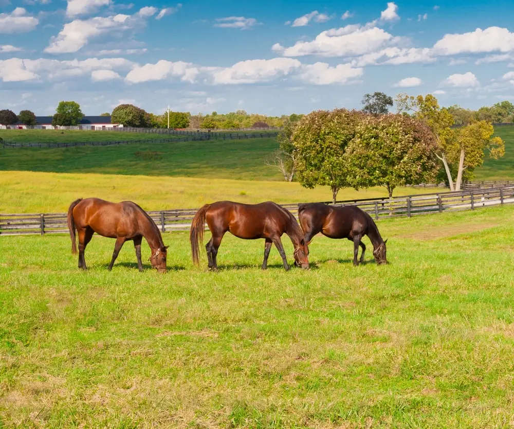 Michael Moos - Trinity Country Real Estate in Weatherford, TX (2)