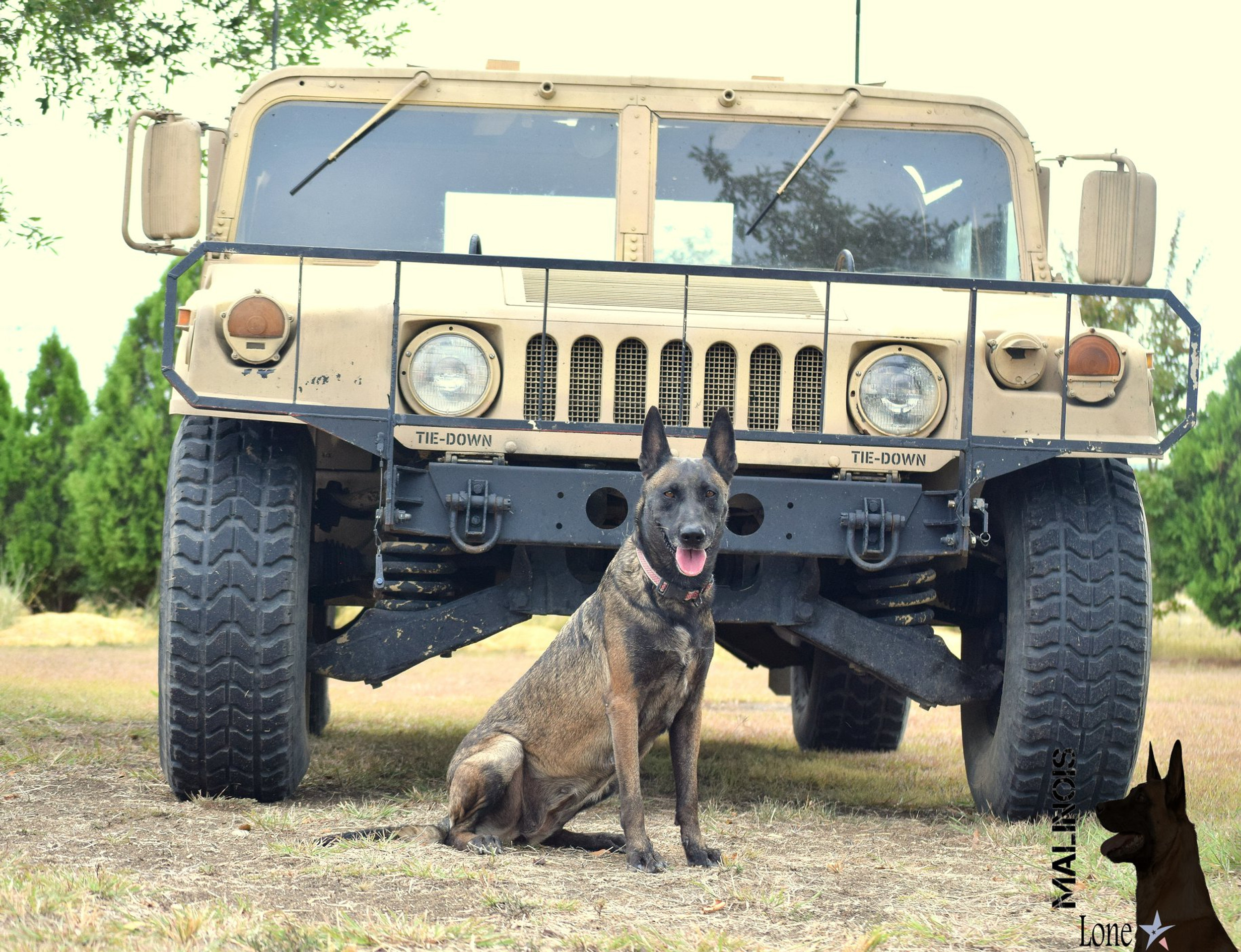 LoneStar Malinois Dog Boarding & Training in Gatesville, TX