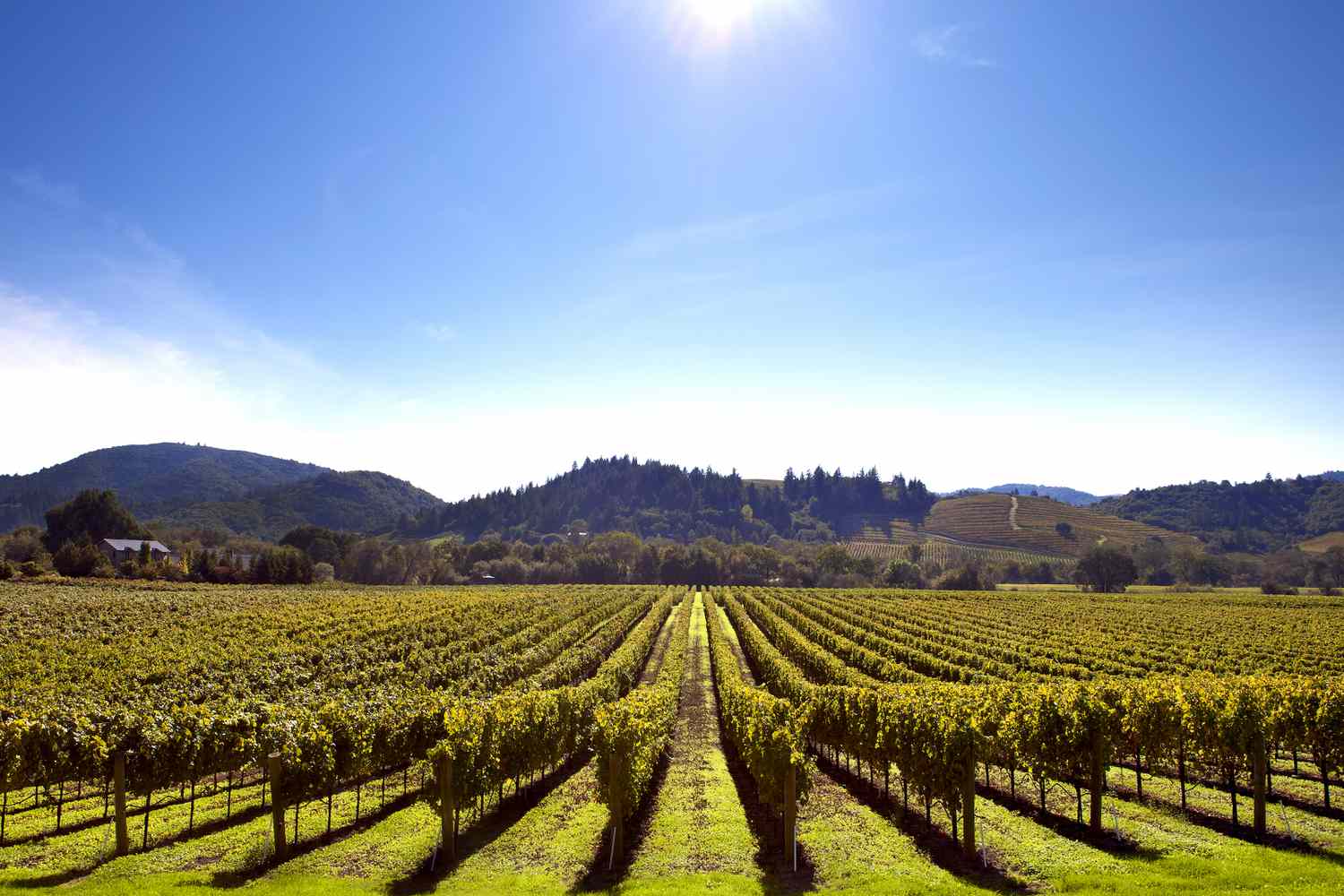 Healdsburg Luxury Living by Realtor Emily Martin in Healdsburg, CA (3)