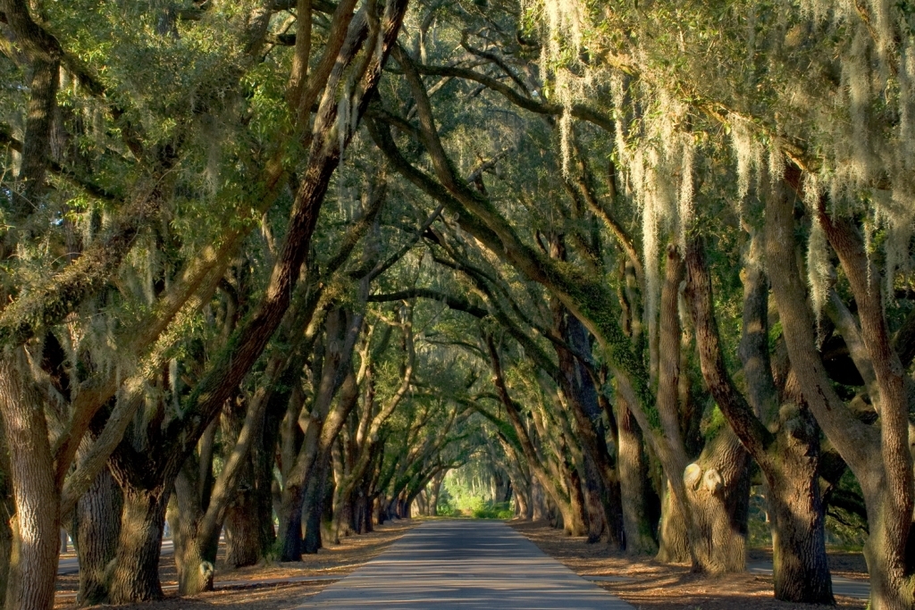 Joshua Ward - Charter One Realty in Beaufort, SC (5)
