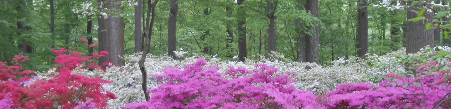 Galen Dise LLC in Mount Joy, PA