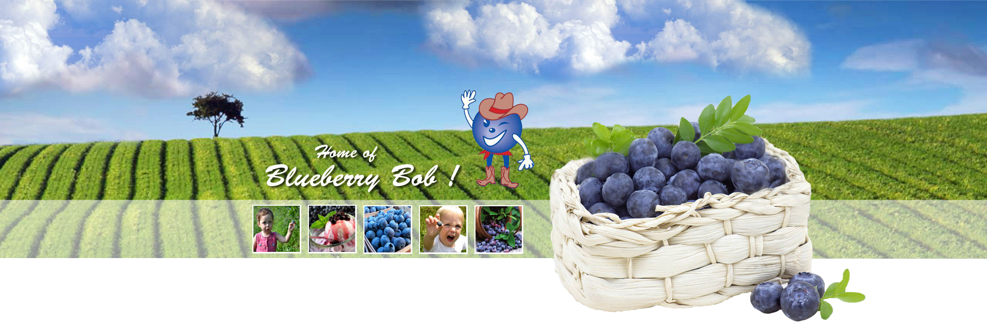 Echo Springs Blueberry Farm in Murchison, TX