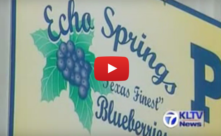 Echo Springs Blueberry Farm in Murchison, TX (3)