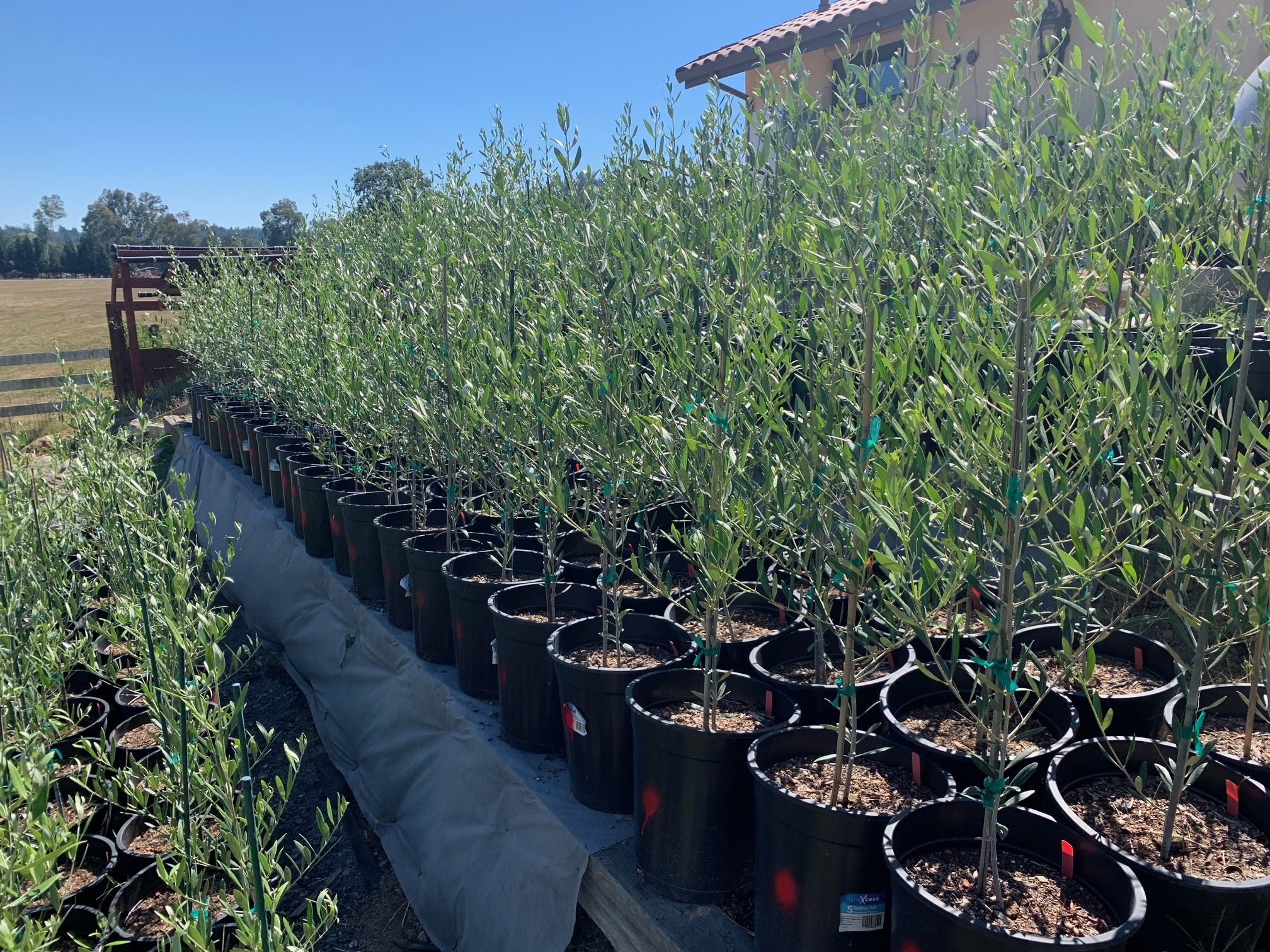 Husary Olive Oil in Sebastopol, CA