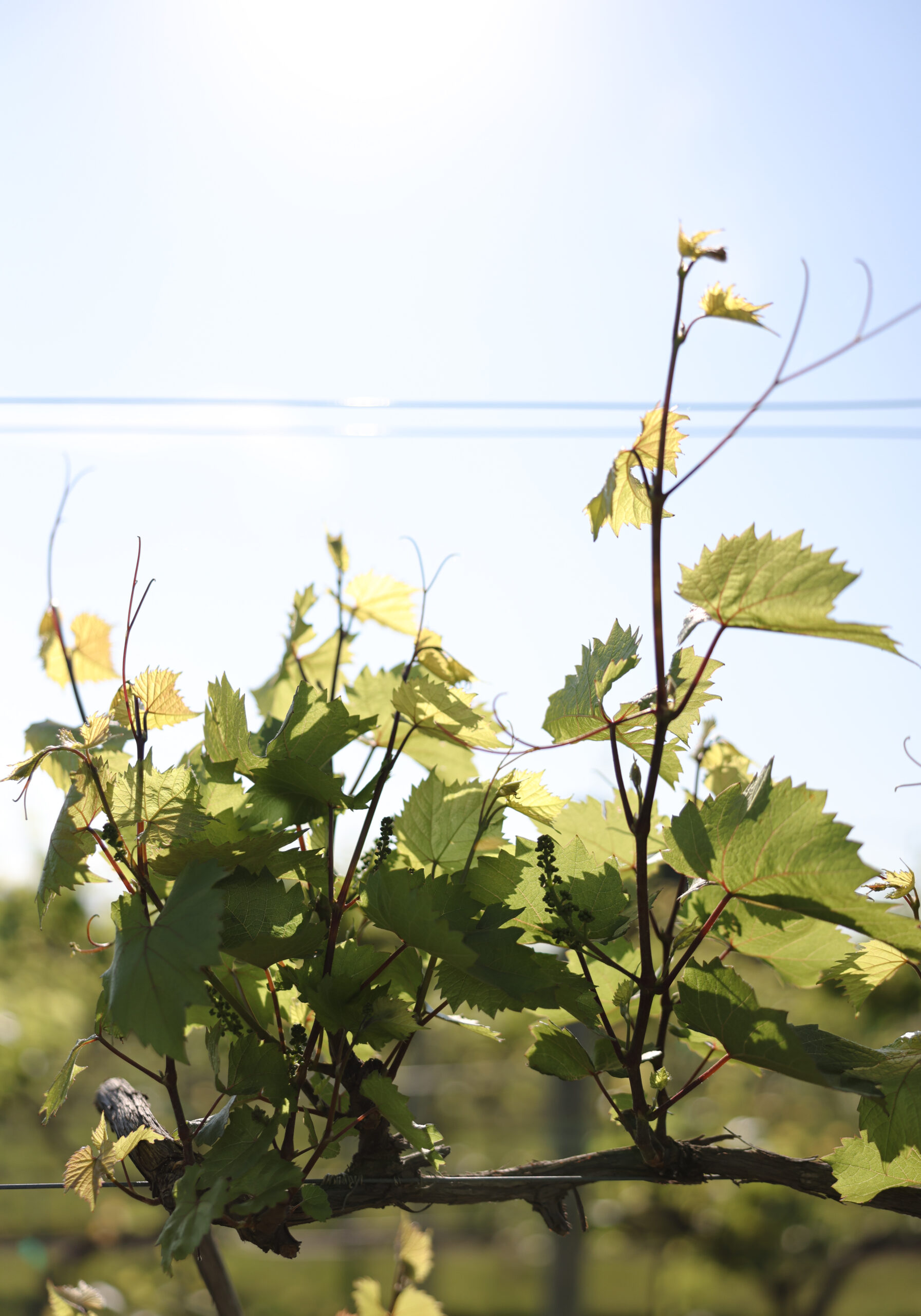 Parallel 44 Vineyard & Winery - Relocated to Sturgeon Bay in Kewaunee, WI (5)