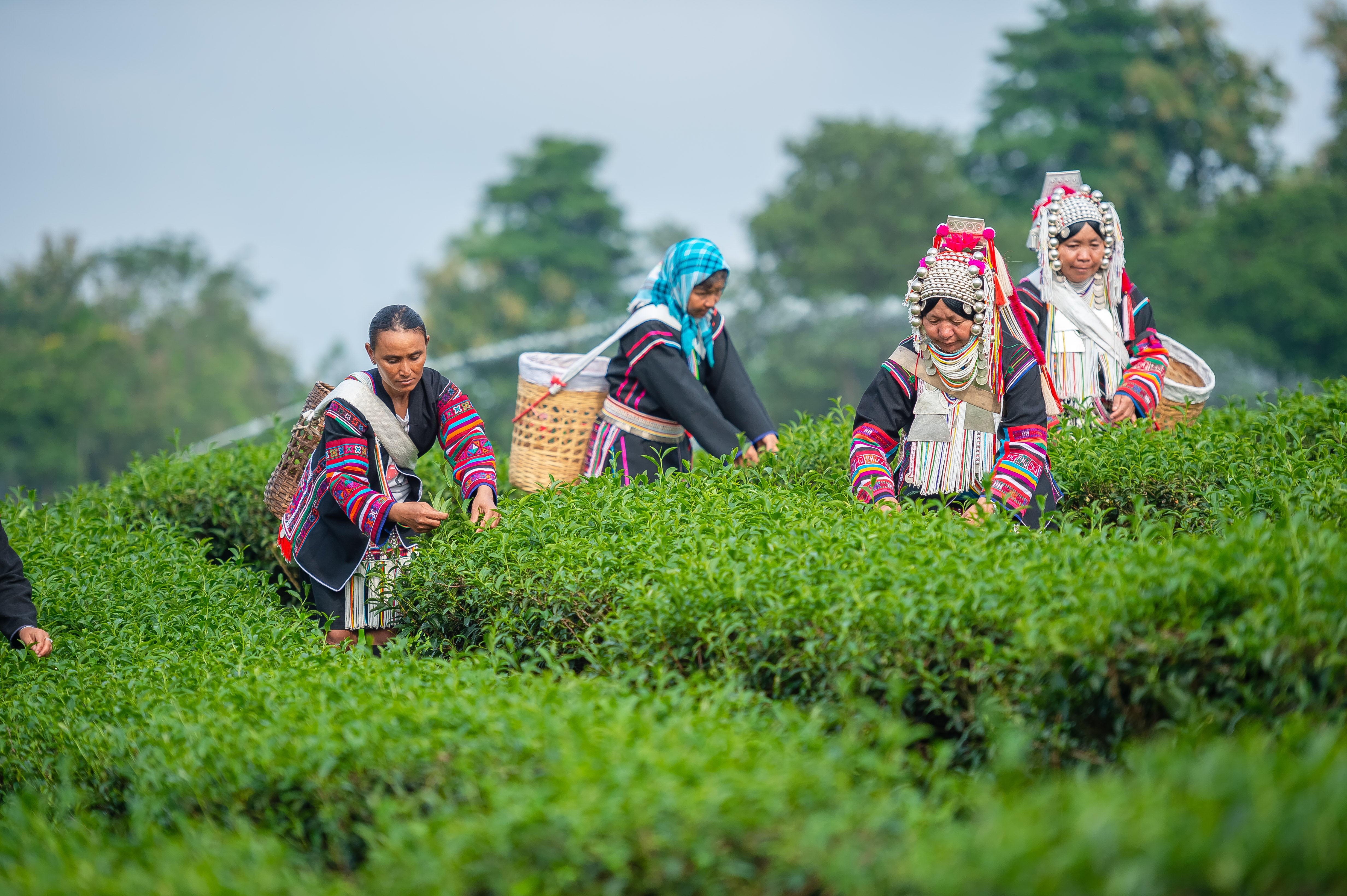 TEEMA TEAS: Direct-Trade, Single-Origin, Organic teas from a Woman-Owned plantation in Kyle, TX