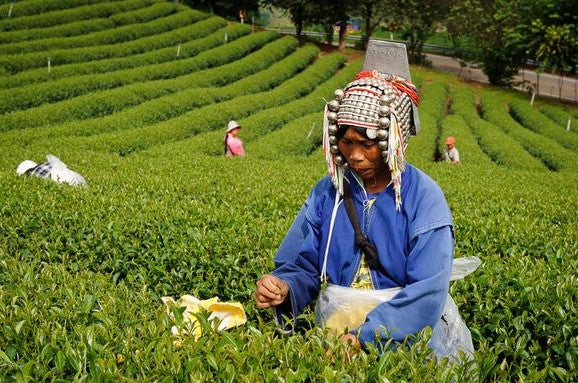 TEEMA TEAS: Direct-Trade, Single-Origin, Organic teas from a Woman-Owned plantation in Kyle, TX (2)