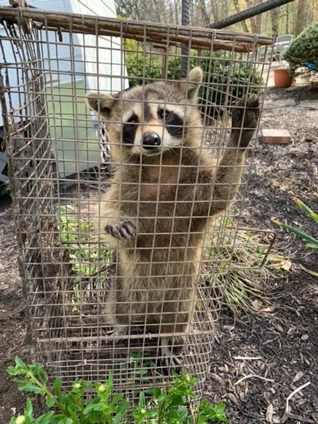 Wildlife Solutions LLC in Indianapolis, IN