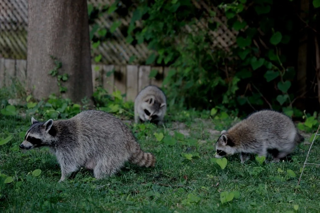 Wildlife Solutions LLC in Indianapolis, IN (2)