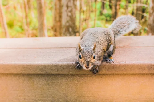 Wildlife Solutions LLC in Indianapolis, IN (5)
