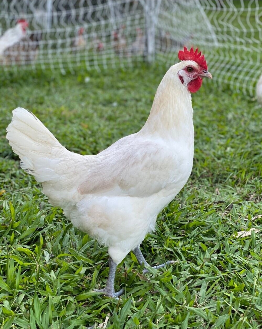 Holland Legacy Farms in Honey Grove, TX (3)