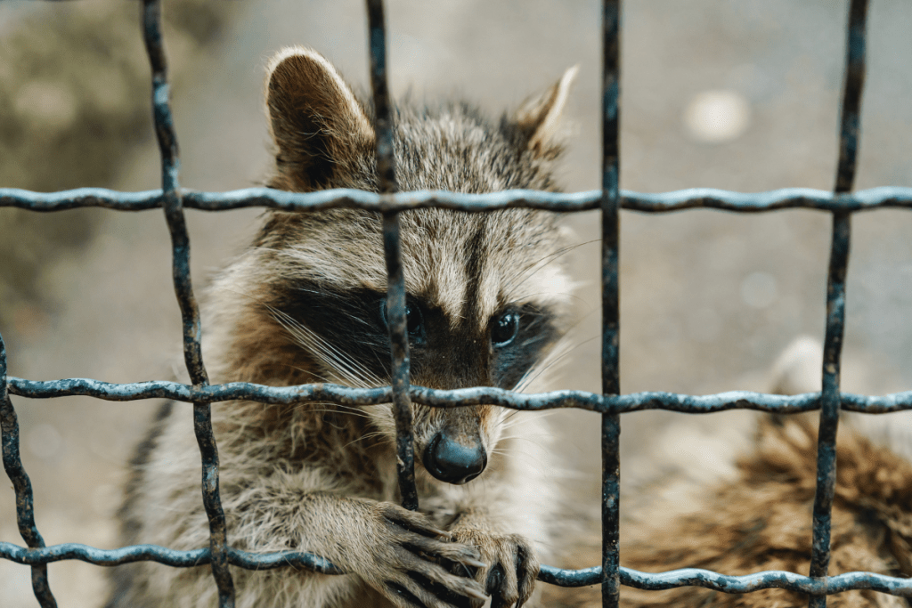 It’s Bugs Or Us Pest Control - Weatherford in Weatherford, TX