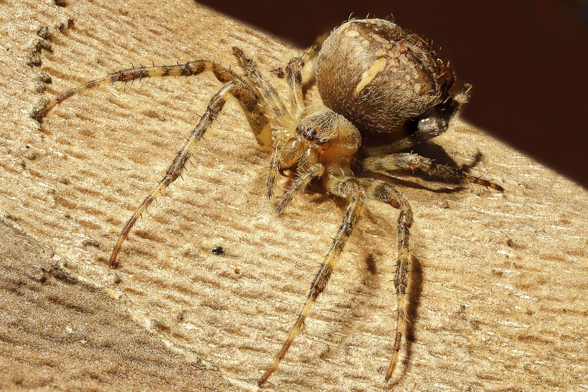 It’s Bugs Or Us Pest Control - Weatherford in Weatherford, TX (2)