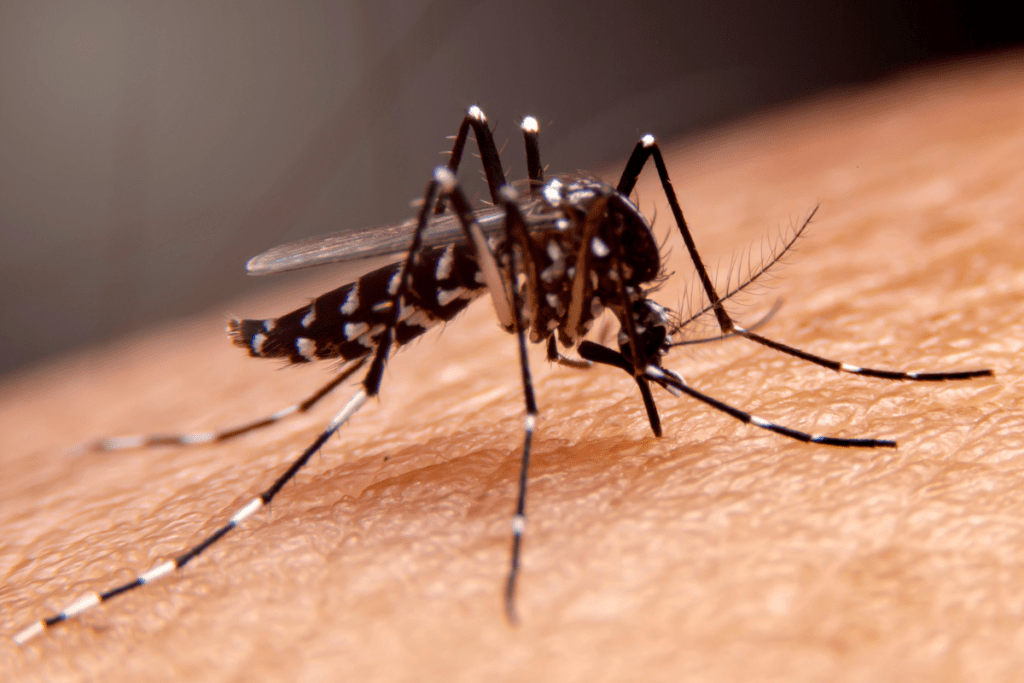 It’s Bugs Or Us Pest Control - Weatherford in Weatherford, TX (3)