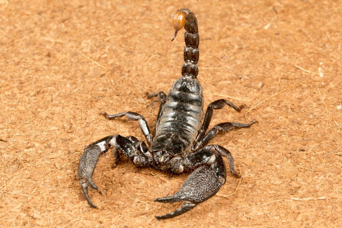 It’s Bugs Or Us Pest Control - Weatherford in Weatherford, TX (4)