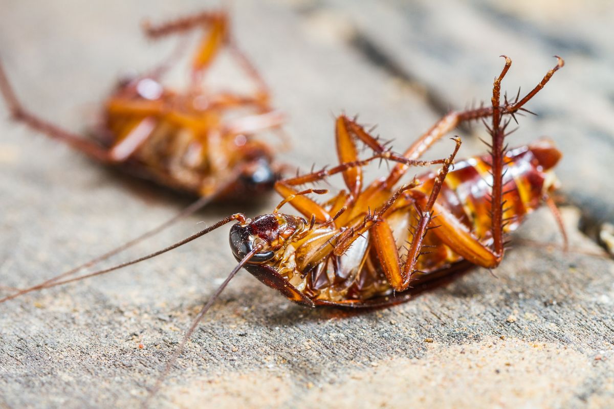 It’s Bugs Or Us Pest Control - Weatherford in Weatherford, TX (6)