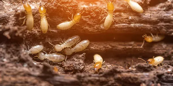Branch's Pest Control in Marshall, TX (4)