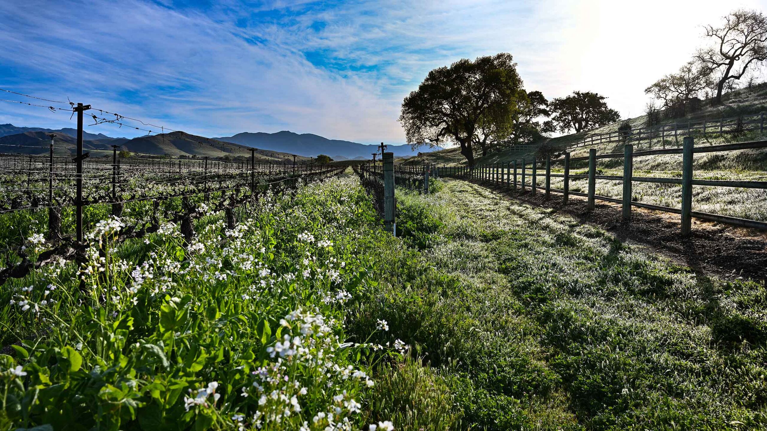 Dragonette Cellars in Buellton, CA