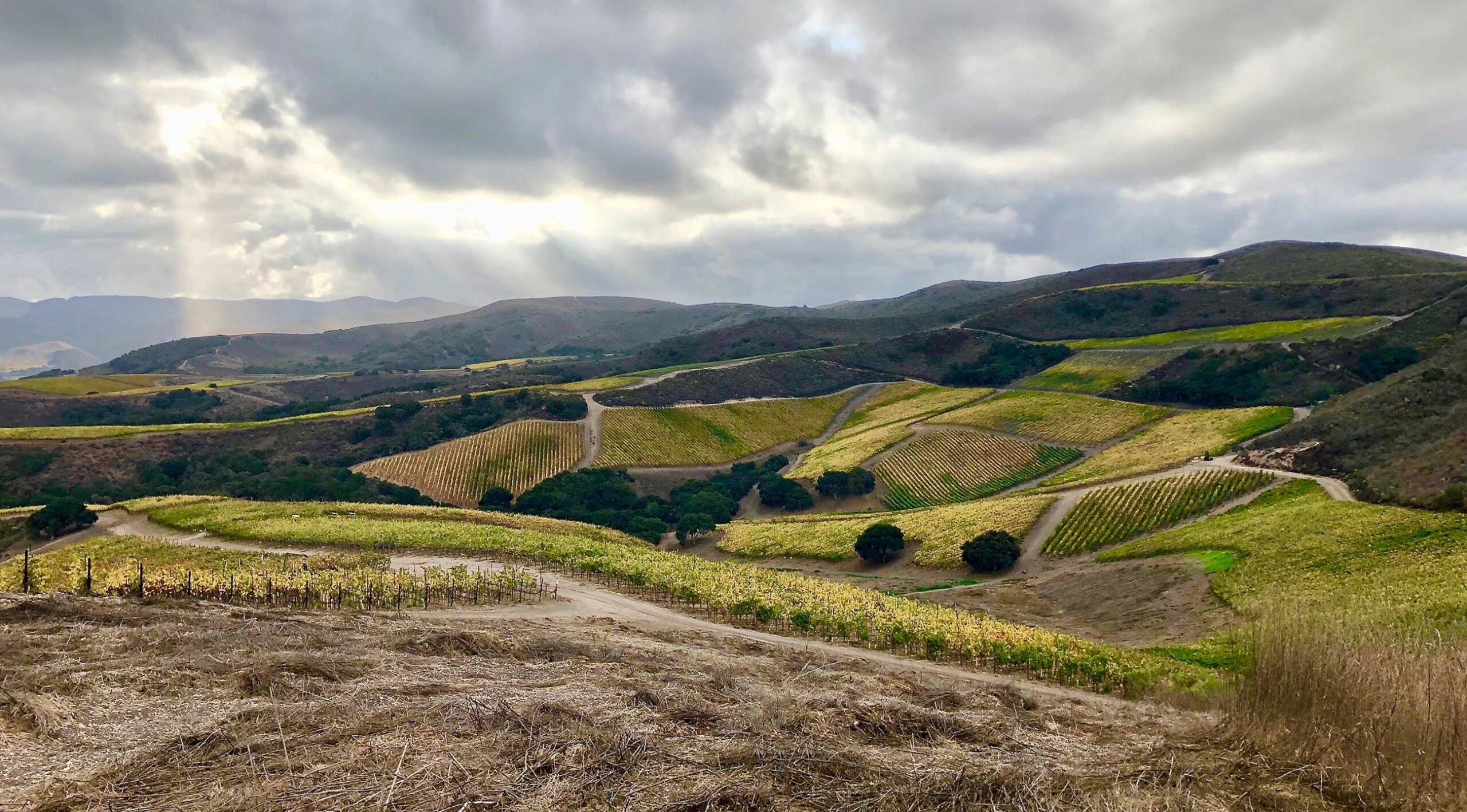 Dragonette Cellars in Buellton, CA (2)