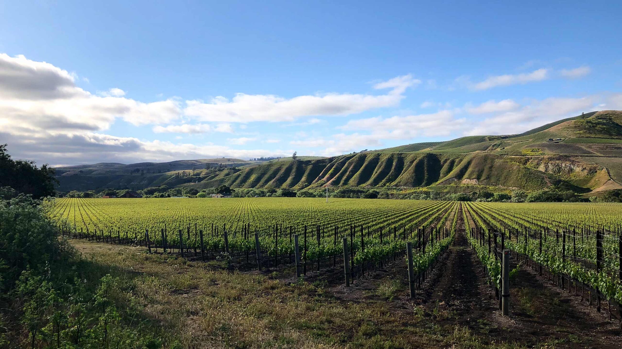 Dragonette Cellars in Buellton, CA (3)