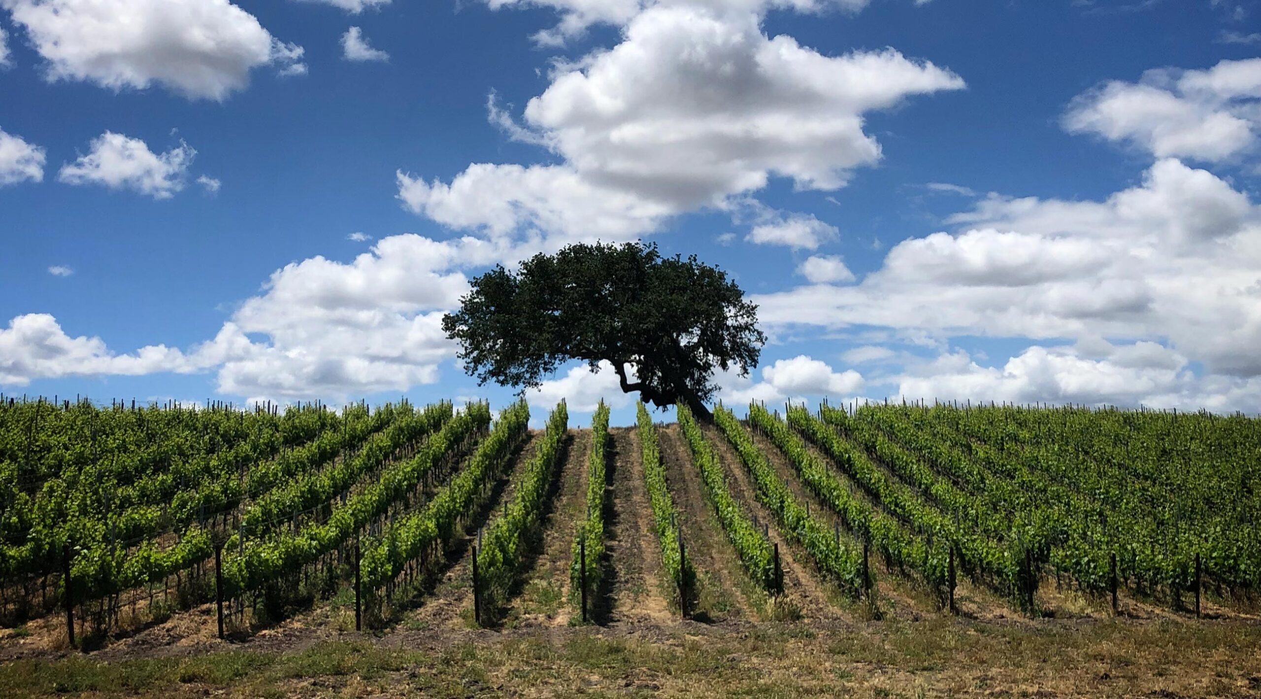 Dragonette Cellars in Buellton, CA (4)