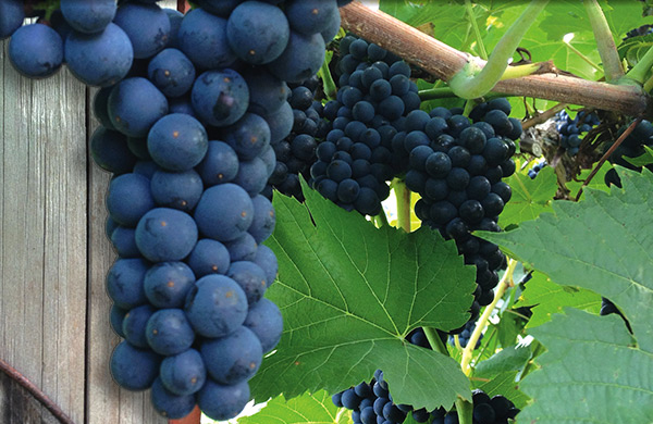 Wollersheim Winery & Distillery in Prairie du Sac, WI (2)