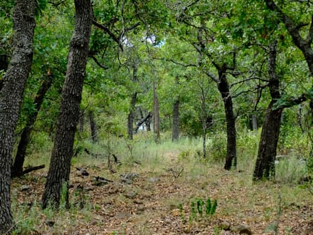 Michelle Reed, Broker Associate - Trinity Country Real Estate in Weatherford, TX (4)