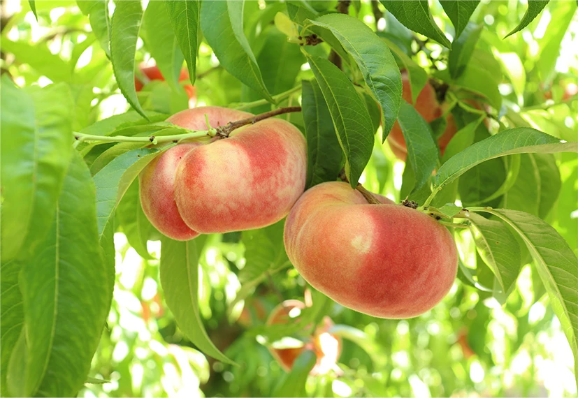 Kingsburg Orchards in Kingsburg, CA (2)