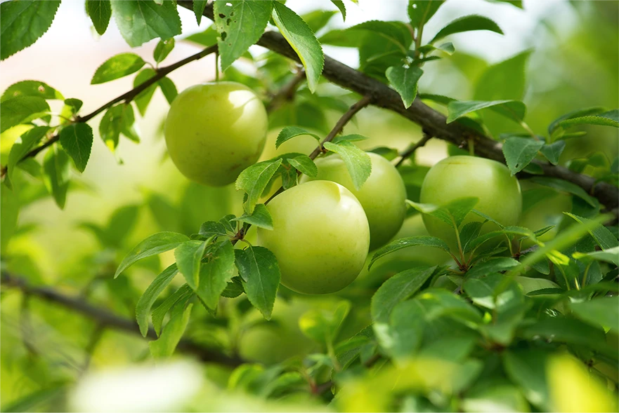 Kingsburg Orchards in Kingsburg, CA (4)