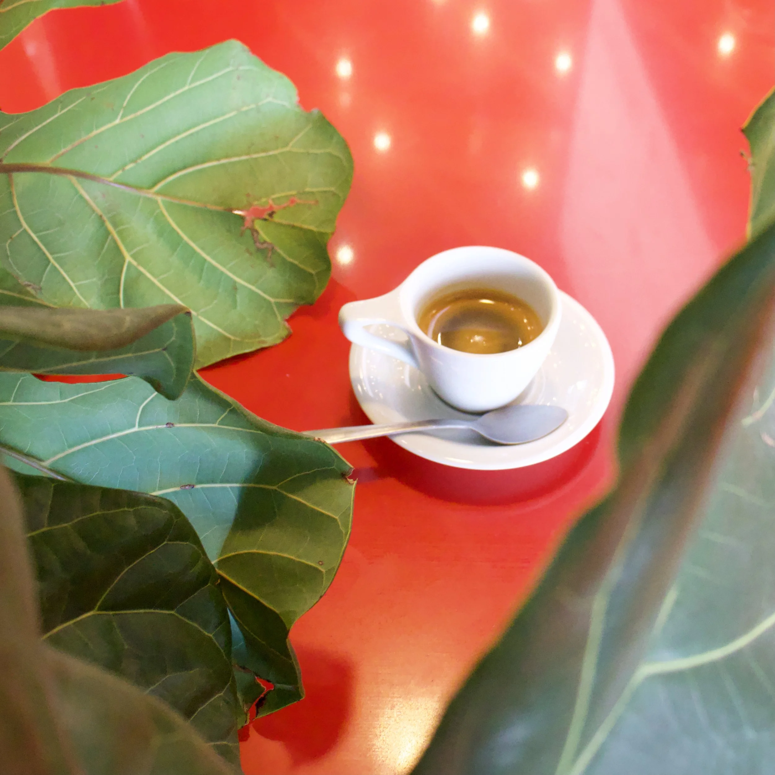 The Coffee Fox Roasting Co. in Savannah, GA (4)